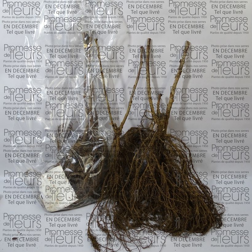 Voorbeeld van een exemplaar van Witte aalbes Blanka Naakte wortel zoals geleverd