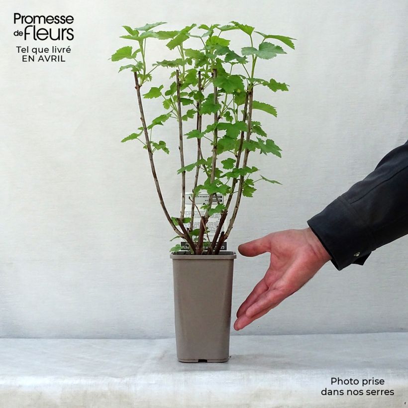 Example of Rode aalbes Gloire des Sablons Pot van 1 l/1,5 l, Struik as you get in printemps