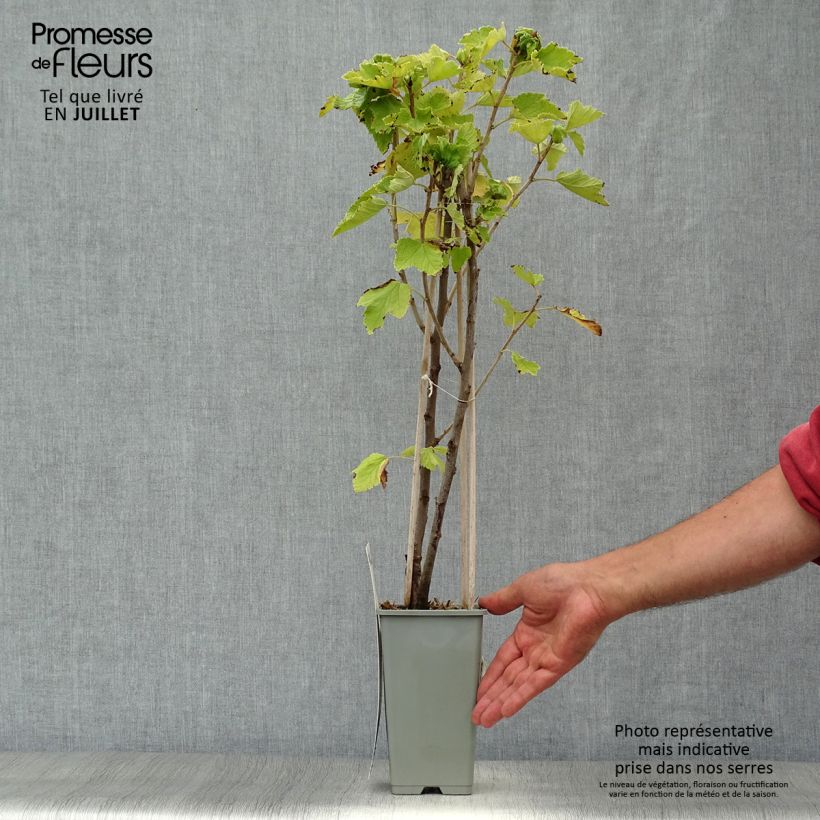 Exemplaar van Witte aalbes Witte van Holland Pot van 1,5 l/2 l, Struik zoals geleverd in de zomer