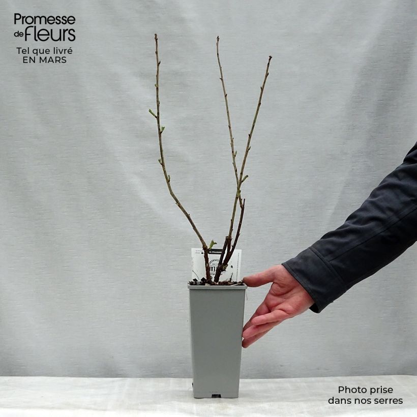 Exemplaar van Witte aalbes Witte van Holland Pot van 1,5 l/2 l, Struik zoals geleverd in de lente