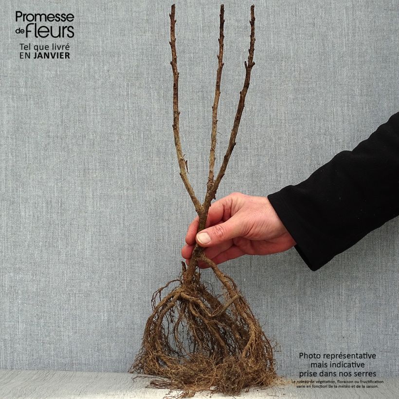 Exemplaar van Rode bes Junifer Naakte wortel, Struik zoals geleverd in de winter