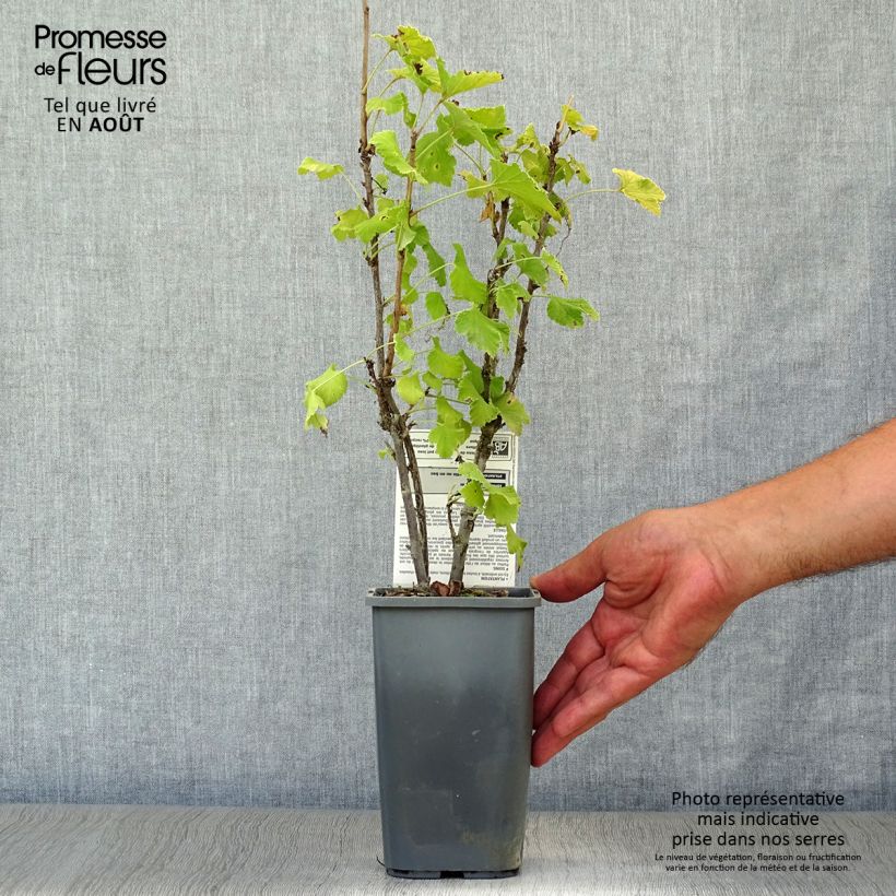 Exemplaar van Rode bes London Market BIO Pot van 1,5 l/2 l, Struik zoals geleverd in de zomer