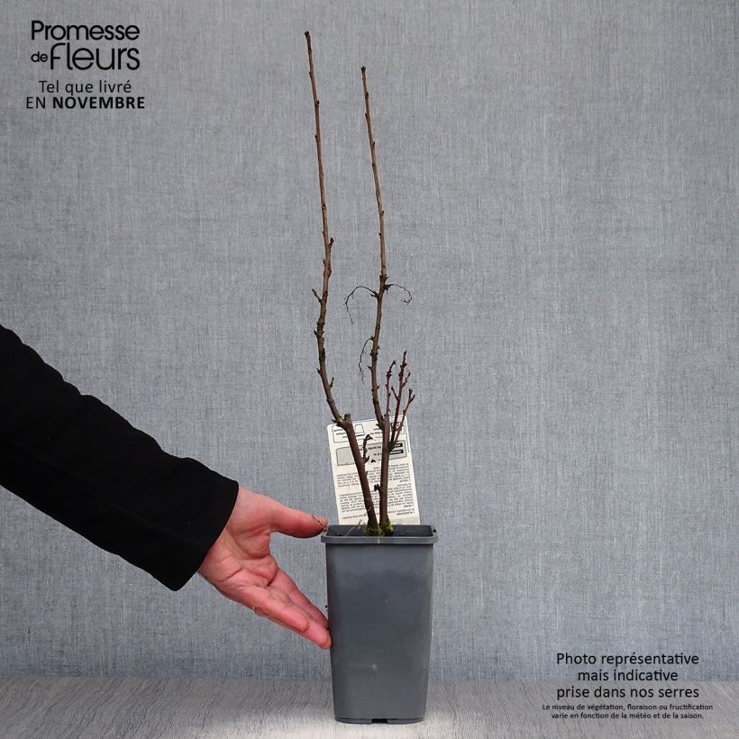 Exemplaar van Rode bes London Market BIO Pot van 1,5 l/2 l, Struik zoals geleverd in de herfst