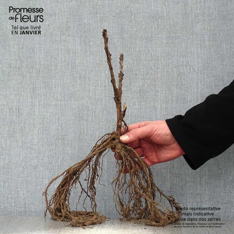 Exemplaar van Rode bes Rovada Naakte wortel zoals geleverd in de winter