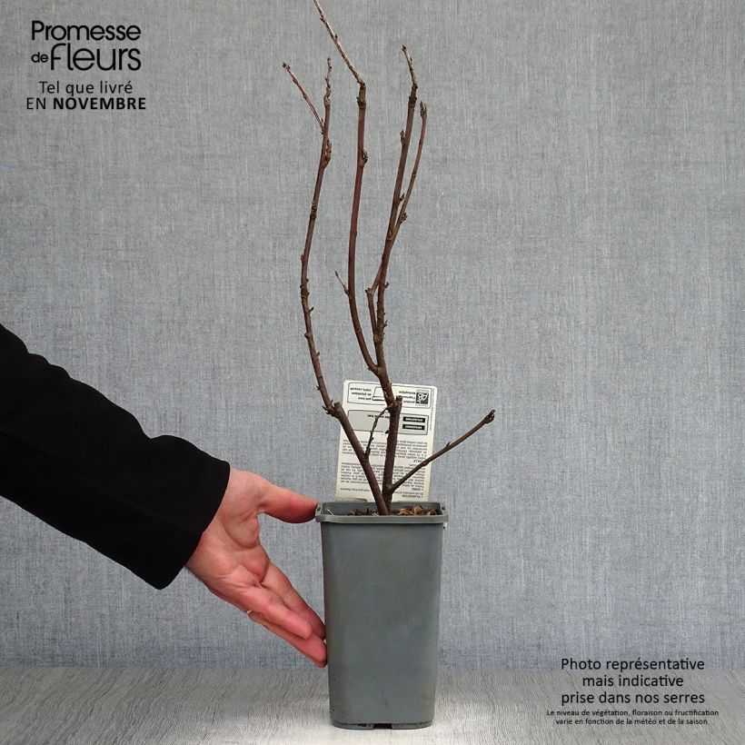 Exemplaar van Witte aalbes Blanka BIO Pot van 1,5 l/2 l, Struik zoals geleverd in de herfst