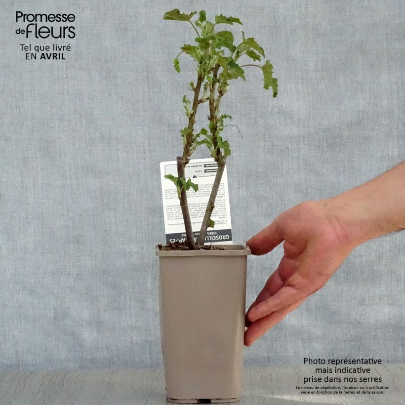 Exemplaar van Witte aalbes Blanka Pot van 1 l/1,5 l, Struik zoals geleverd in de lente