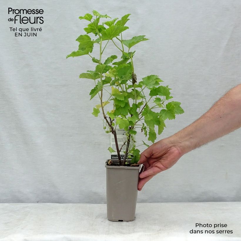 Exemplaar van Witte aalbes Blanka Pot van 1 l/1,5 l, Struik zoals geleverd in de zomer