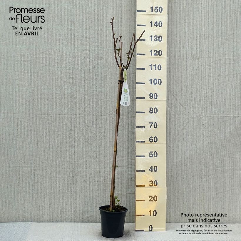 Exemplaar van Witte aalbes Werdavia Pot van 2 l/3 l, Struik zoals geleverd in de lente