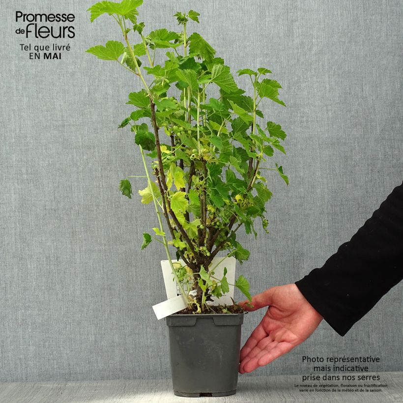 Example of Rode aalbes Delbard Giganta Pot van 2 l/3 l as you get in printemps