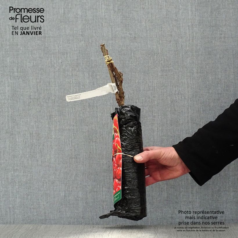 Example of Rode aalbes Eerste druifaalbes Plantklare kluit, Struik as you get in hiver