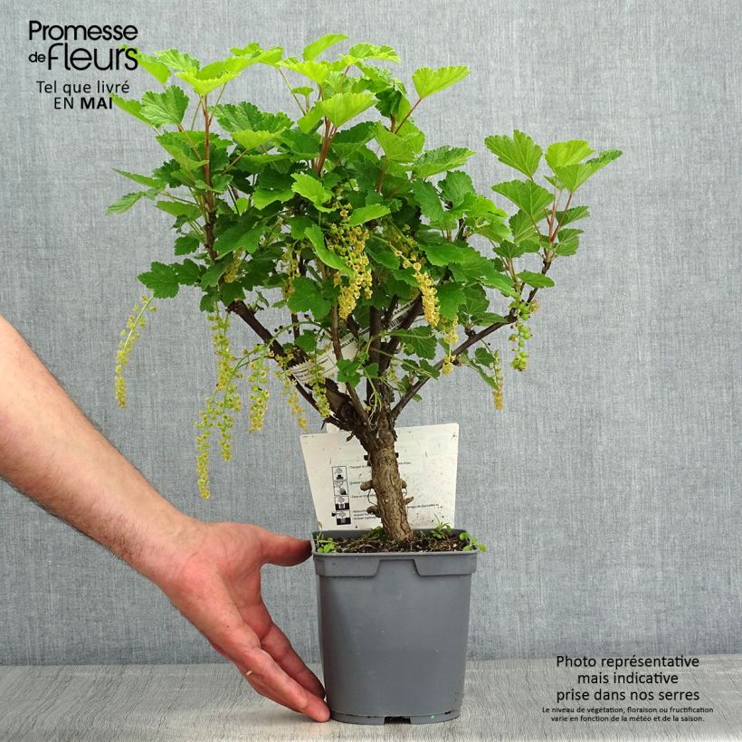 Example of Rode aalbes Eerste druifaalbes Pot van 2 l/3 l as you get in printemps