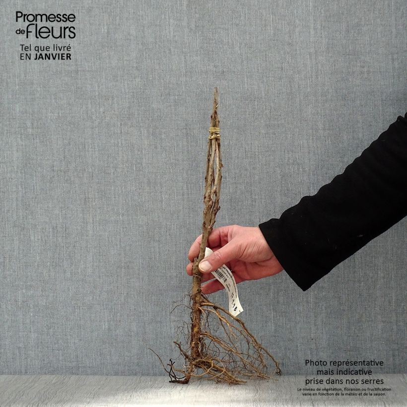 Example of Rode aalbes Eerste druifaalbes Naakte wortel, Struik as you get in hiver