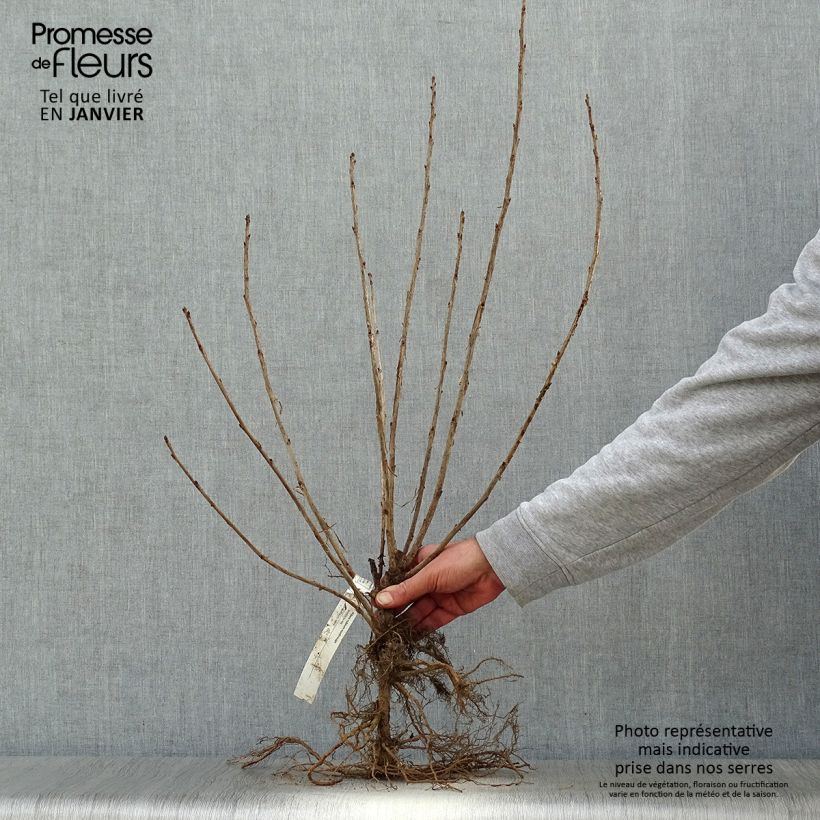 Exemplaar van Rode bes - Ribes rubrum Naakte wortel, Pol zoals geleverd in de winter