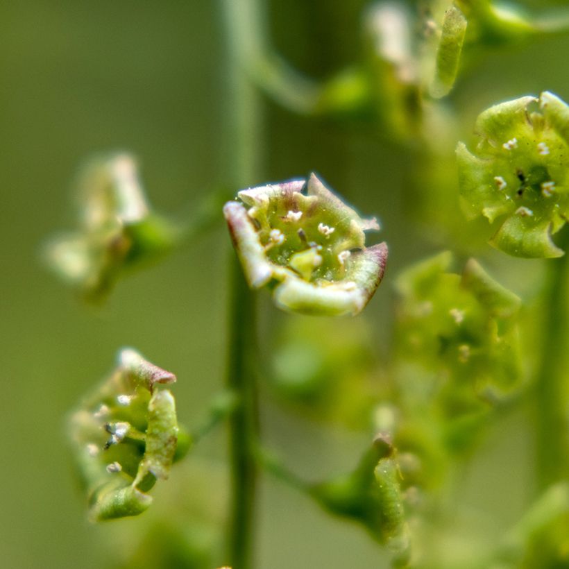 Rode bes - Ribes rubrum (Bloei)