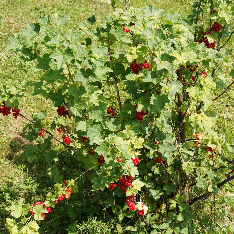 Rode bes - Ribes rubrum (Groeiplaats)