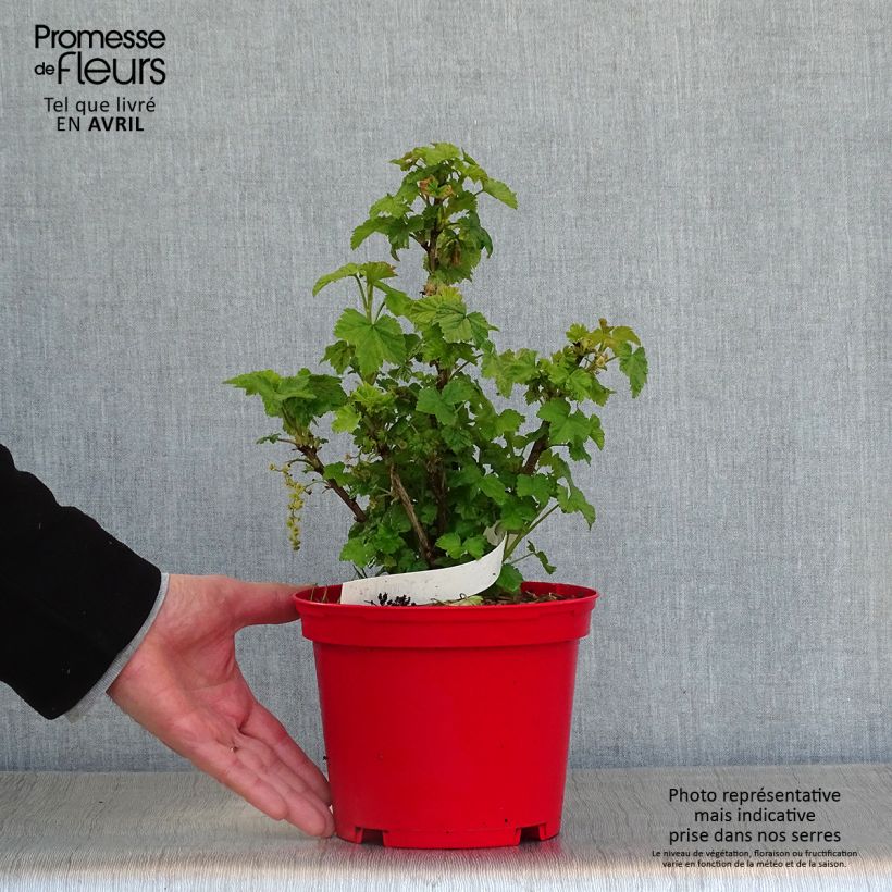 Exemplaar van Rode aalbes Versaillaise Rouge Pot van 1,5 l/2 l zoals geleverd in de lente