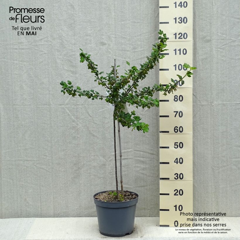 Exemplaar van Kruisbes Invicta Pot van 7,5 l/10 l, Kwartstam zoals geleverd in de lente