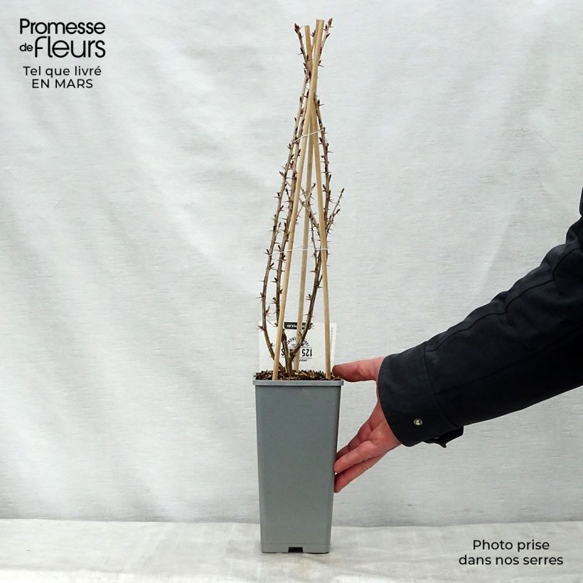 Exemplaar van Kruisbes Captivator Pot van 1,5 l/2 l, Struik zoals geleverd in de lente