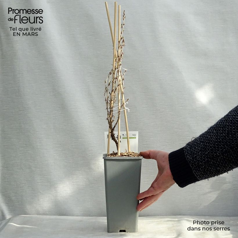 Exemplaar van Kruisbes Hinnonmäki Röd Pot van 1,5 l/2 l, Struik zoals geleverd in de lente