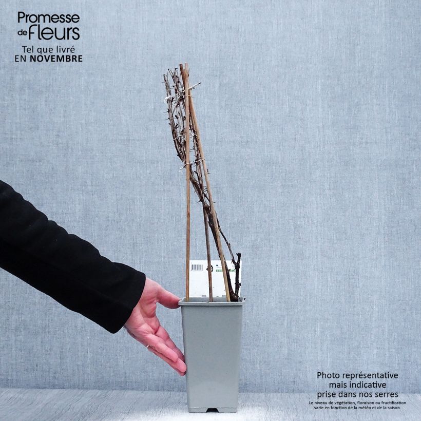 Exemplaar van Kruisbes Hinnonmäki Grün Pot van 1,5 l/2 l, Struik zoals geleverd in de herfst