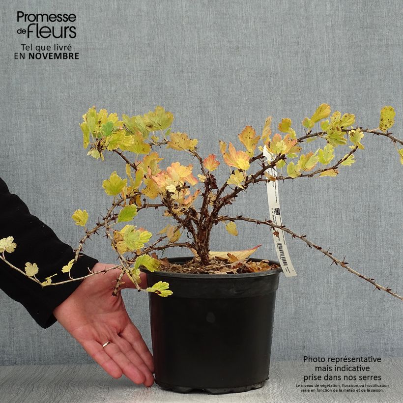 Exemplaar van Worcesterbes - Ribes uva-crispa Worcesterberry Pot van 2 l/3 l zoals geleverd in de herfst