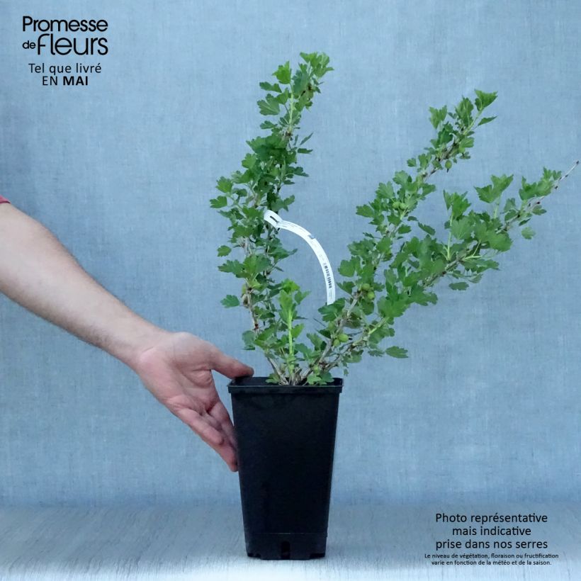 Exemplaar van Worcesterbes - Ribes uva-crispa Worcesterberry Pot van 2 l/3 l zoals geleverd in de lente