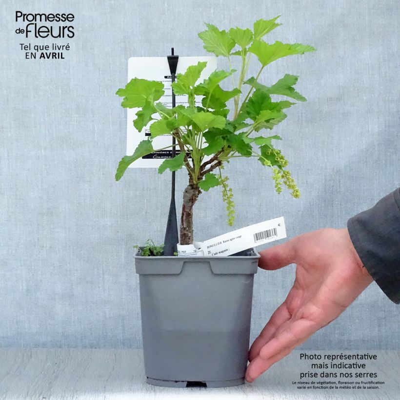 Example of Rode bes Agate Rouge Georges Delbard Pot van 2 l/3 l, Struik as you get in printemps