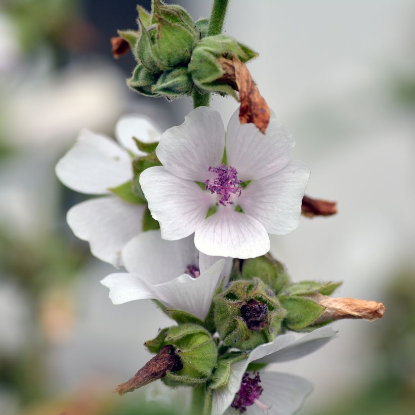 Althaea officinalis - Heemst (Bloei)