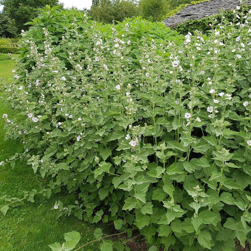 Althaea officinalis - Heemst (Groeiplaats)