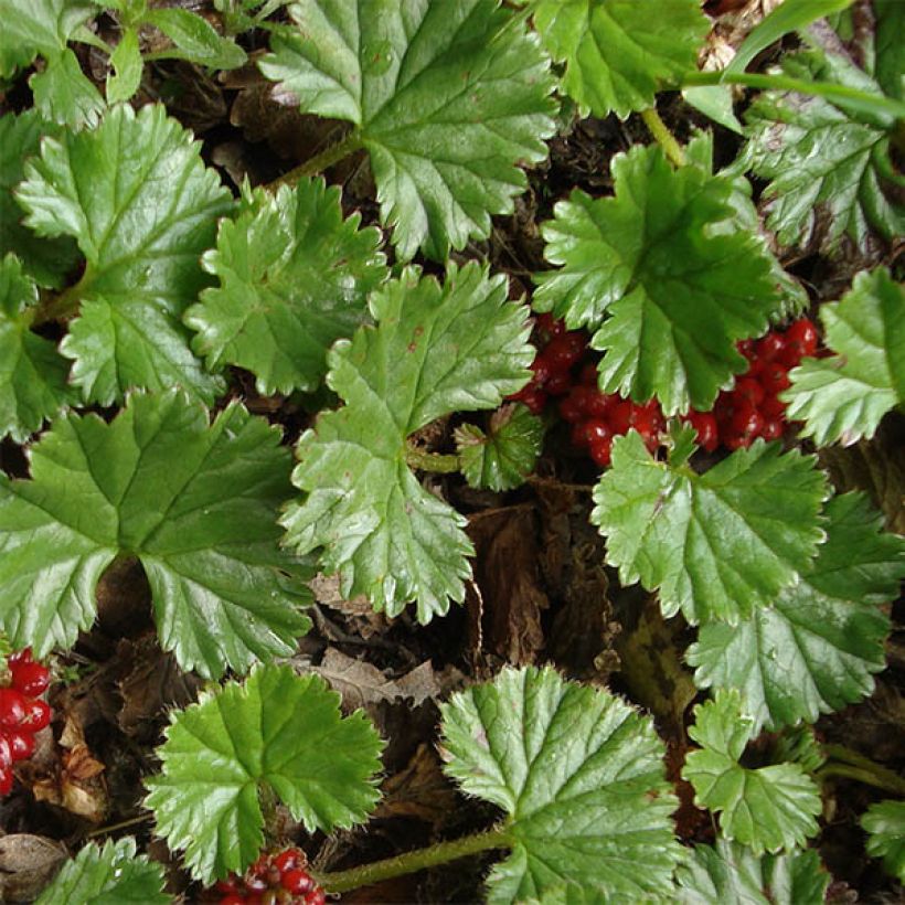 Gunnera magellanica - Sierrabarber (Blad)