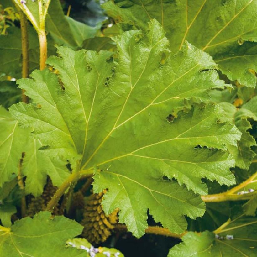 Gunnera manicata - Mammoetblad (Blad)