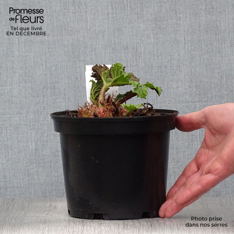 Exemplaar van Gunnera manicata - Mammoetblad Pot van 2 l/3 l zoals geleverd in de winter
