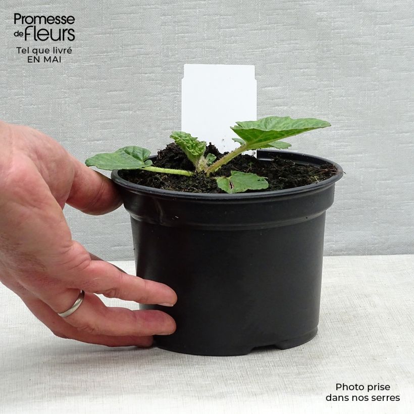 Exemplaar van Gunnera manicata - Mammoetblad Pot van 3 l/4 l zoals geleverd in de lente