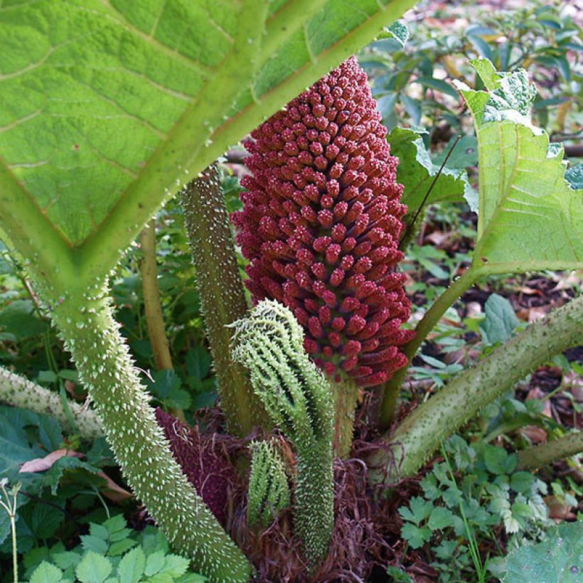 Gunnera tinctoria - Reuzenrabarber (Bloei)