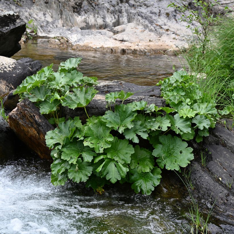 Gunnera tinctoria - Reuzenrabarber (Groeiplaats)