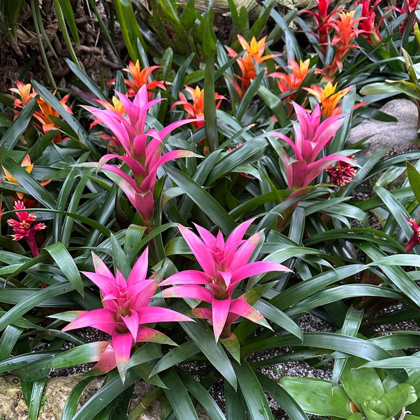 Guzmania Alerta - Luchtbromelia (Groeiplaats)