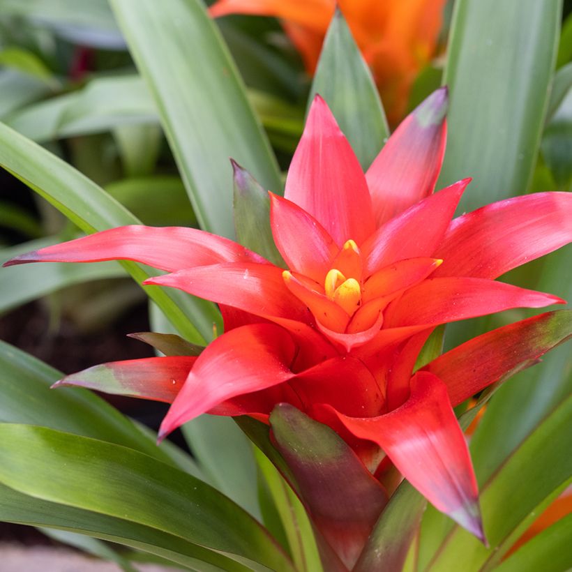 Guzmania Calypso - Bromelia (Bloei)