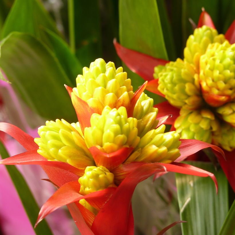 Guzmania Limones - Luchtbromelia (Bloei)