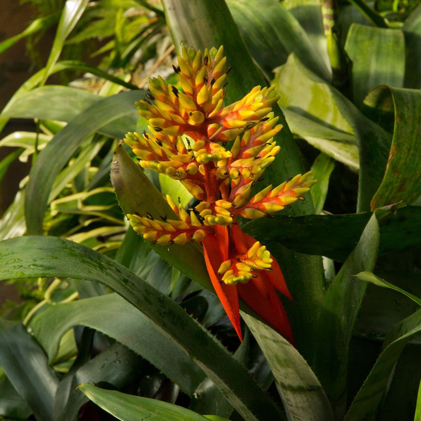 Guzmania Loja - Luchtbromelia (Groeiplaats)