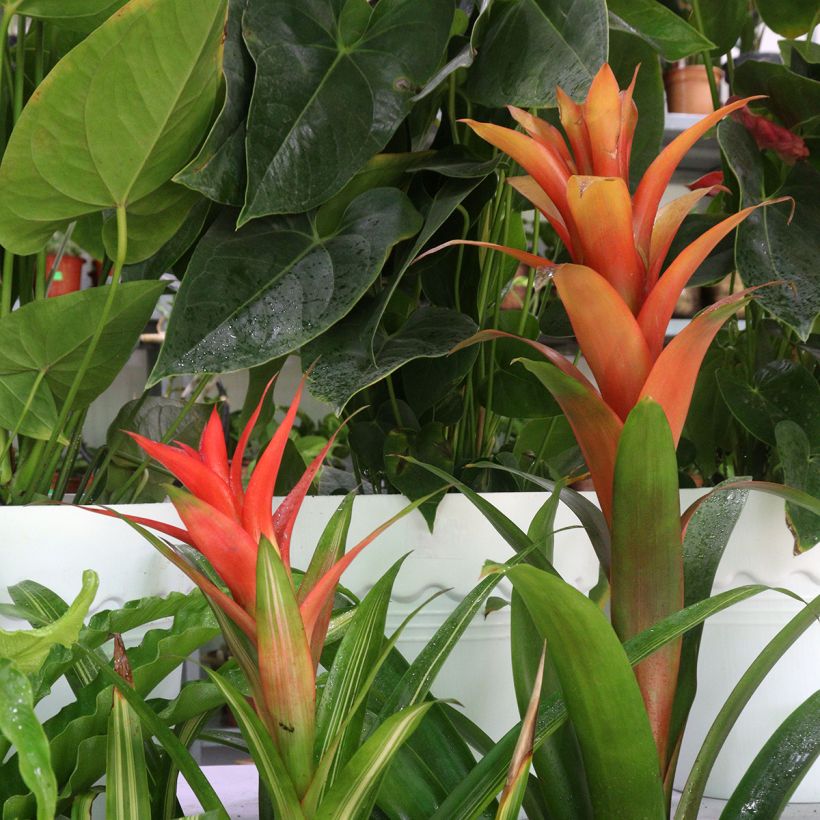 Guzmania Melissa - Bromelia (Groeiplaats)
