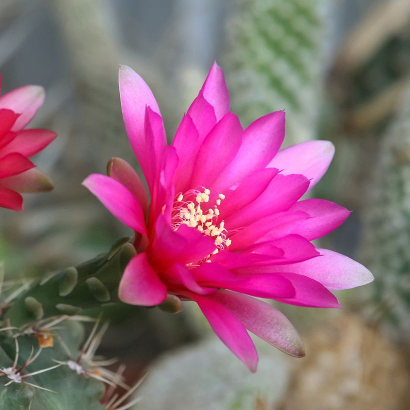 Gymnocalycium baldianum - Spincactus (Bloei)