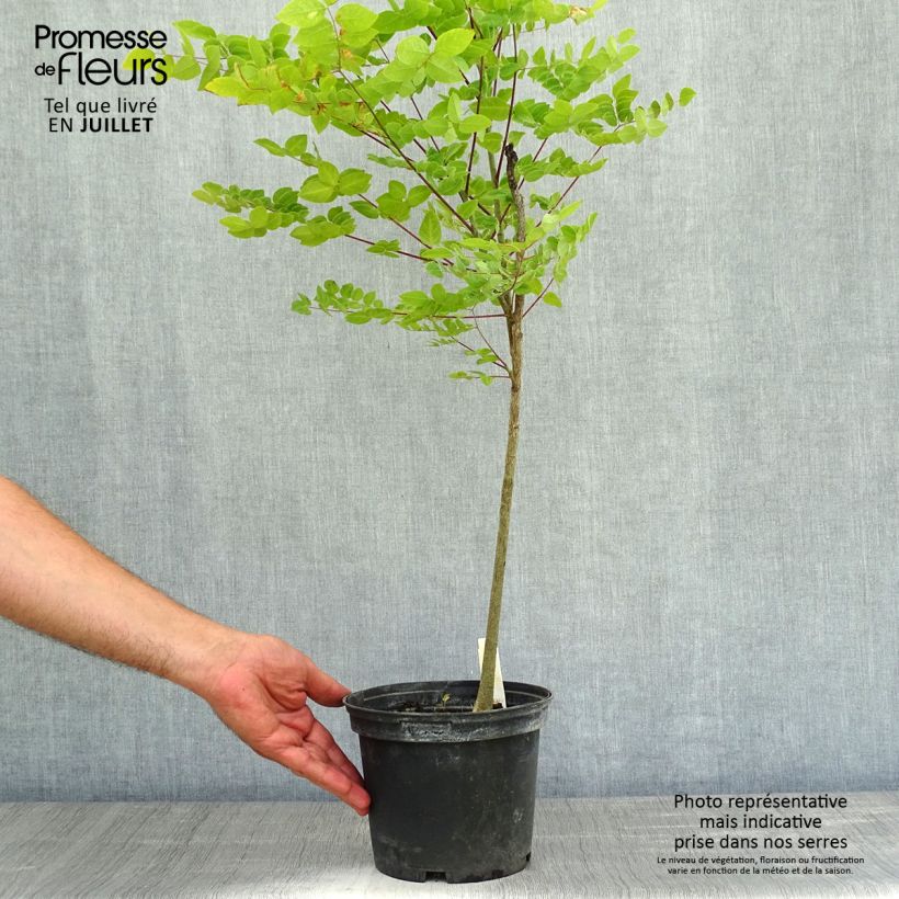 Exemplaar van Gymnocladus dioica - Doodsbeenderenboom Pot van 3 l/4 l zoals geleverd in de zomer