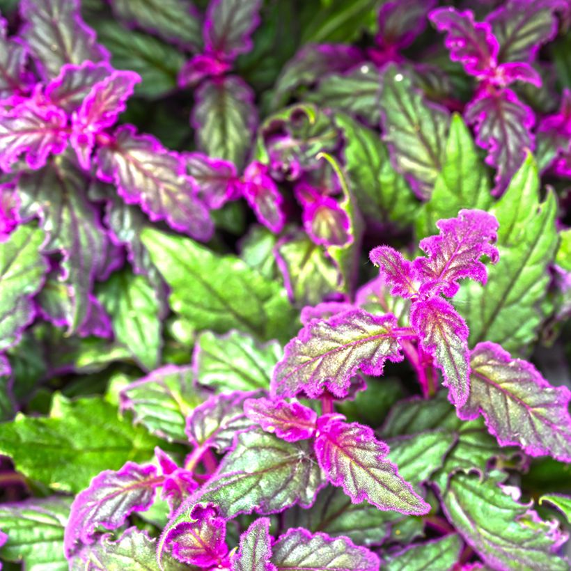 Gynura aurantiaca - Fluweelplant (Blad)