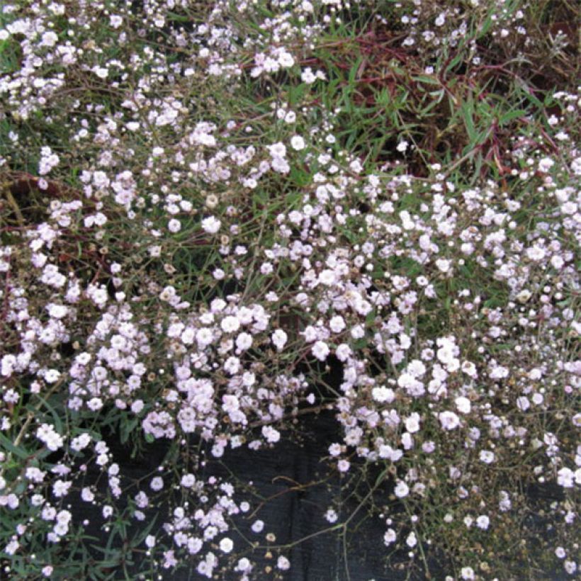 Gypsophila Rosenschleier - Bruidssluier (Bloei)
