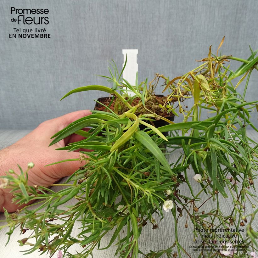 Exemplaar van Gypsophila Rosenschleier - Bruidssluier Kweekpotje van 8/9 cm zoals geleverd in de herfst