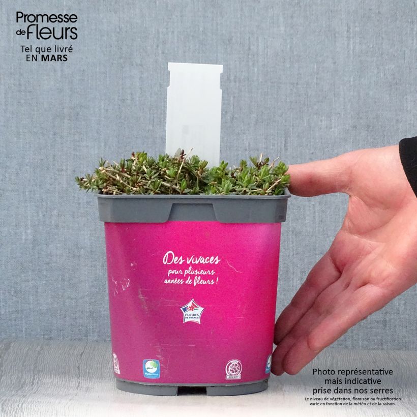 Exemplaar van Gypsophila Rosenschleier - Bruidssluier Pot van 2 l/3 l zoals geleverd in de lente