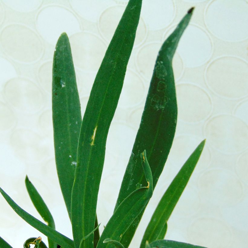 Gypsophila paniculata Bristol Fairy - Bruidssluier (Blad)