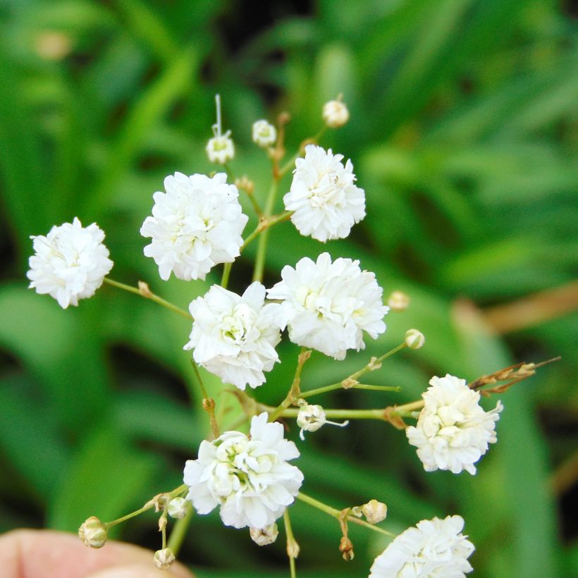 Gypsophila paniculata Bristol Fairy - Bruidssluier (Bloei)