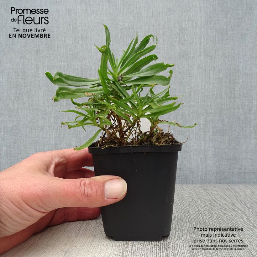 Exemplaar van Gypsophila paniculata Bristol Fairy - Bruidssluier Kweekpotje van 8/9 cm zoals geleverd in de herfst