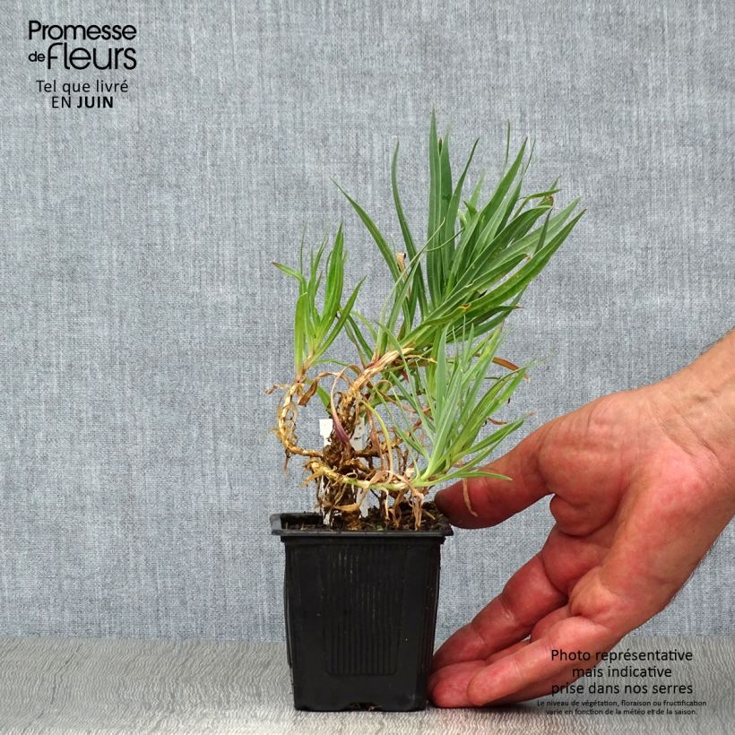Exemplaar van Gypsophila paniculata Bristol Fairy - Bruidssluier Kweekpotje van 8/9 cm zoals geleverd in de zomer